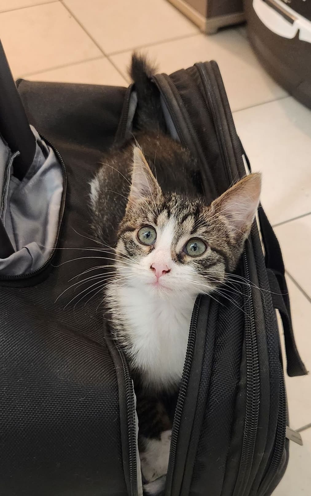 Grisbouille on my workbag