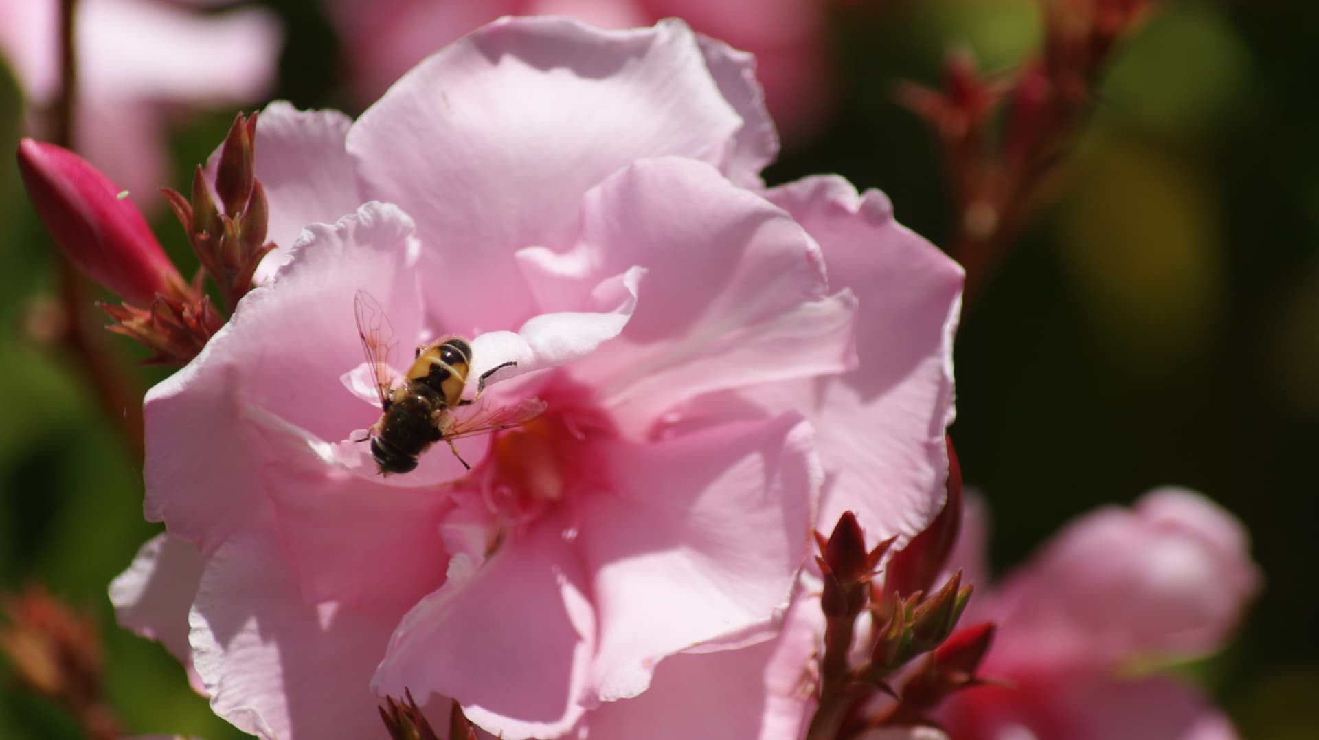 Bee 2