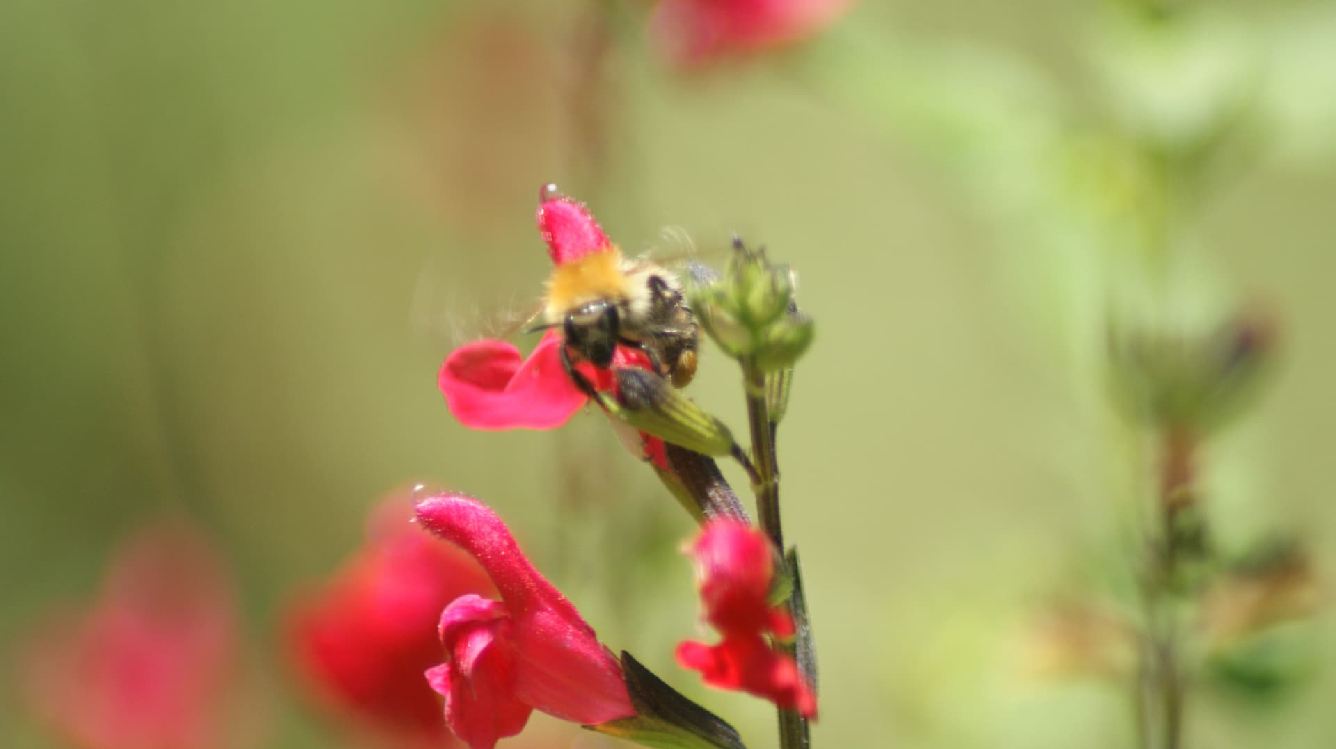 Bee