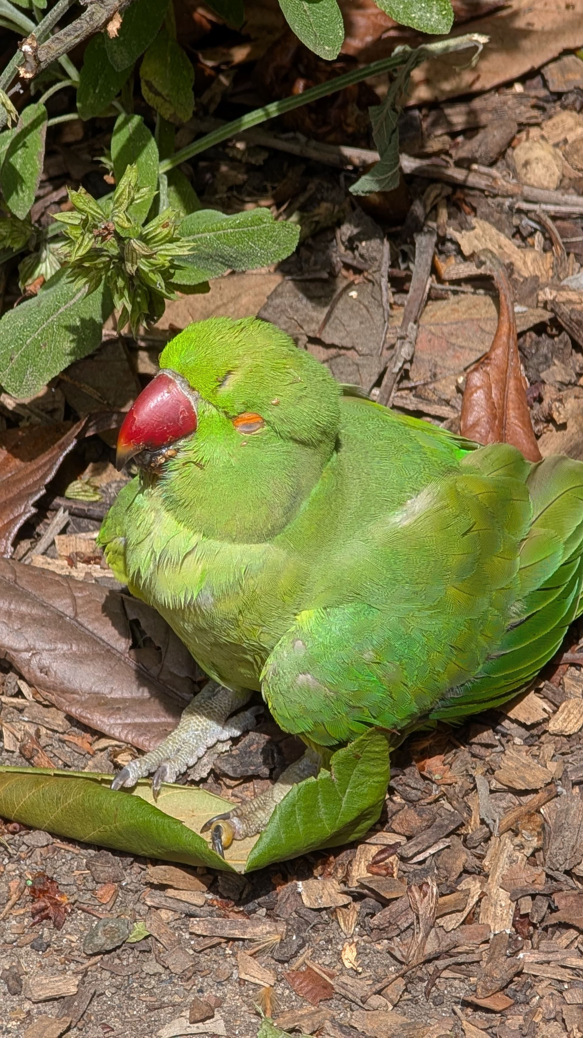 Green Bird