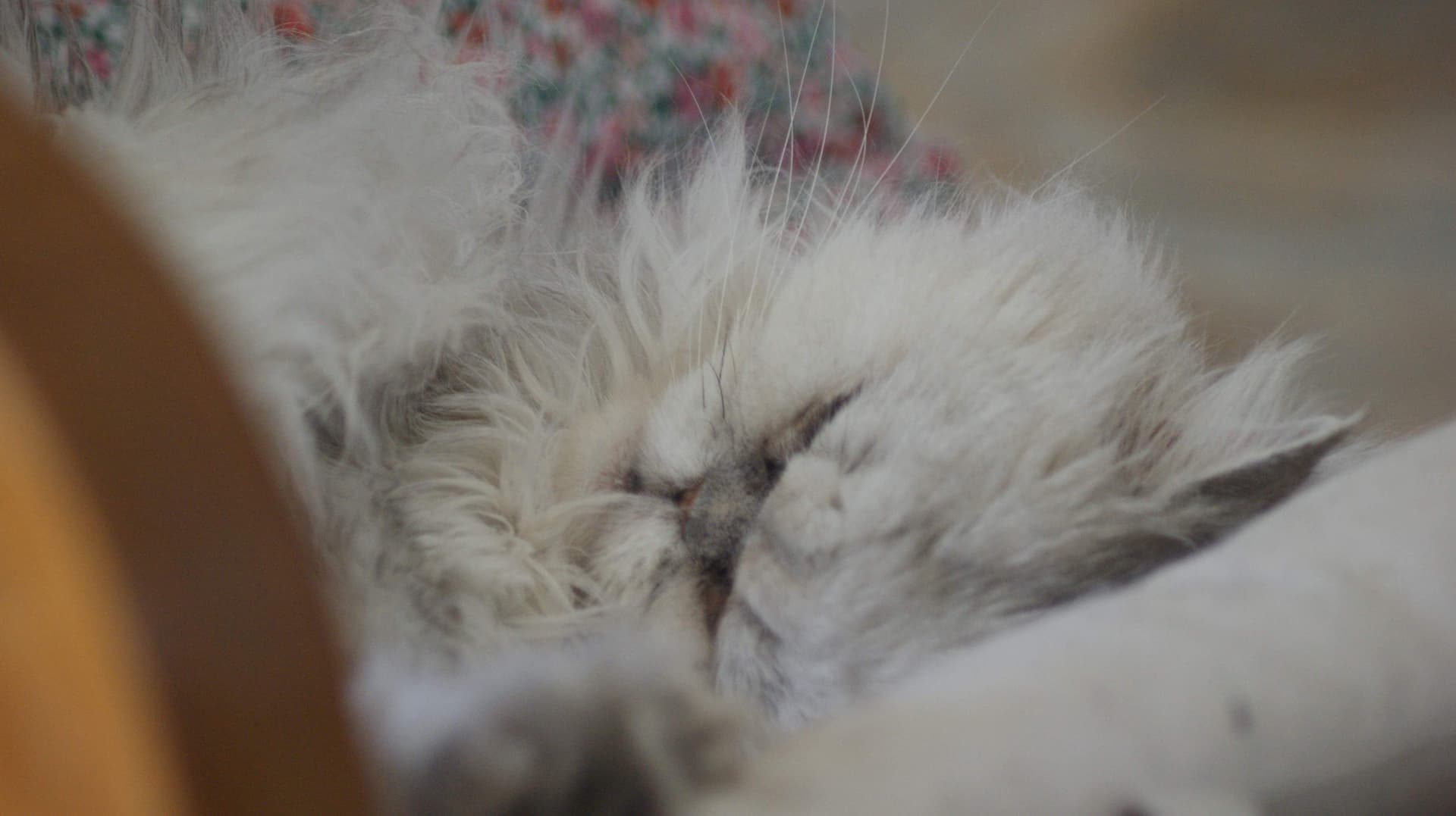 Persian Cat