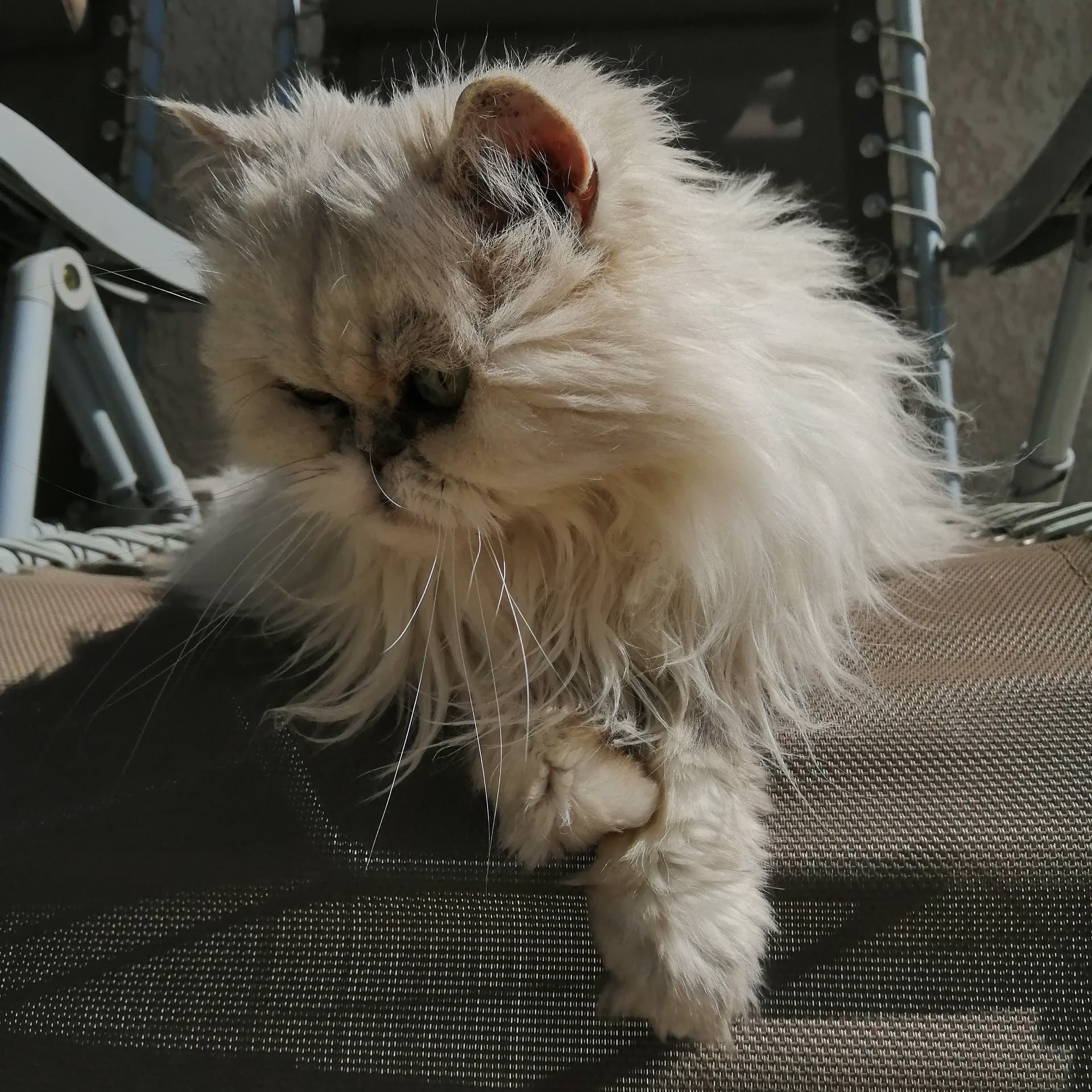 Cat in Chair