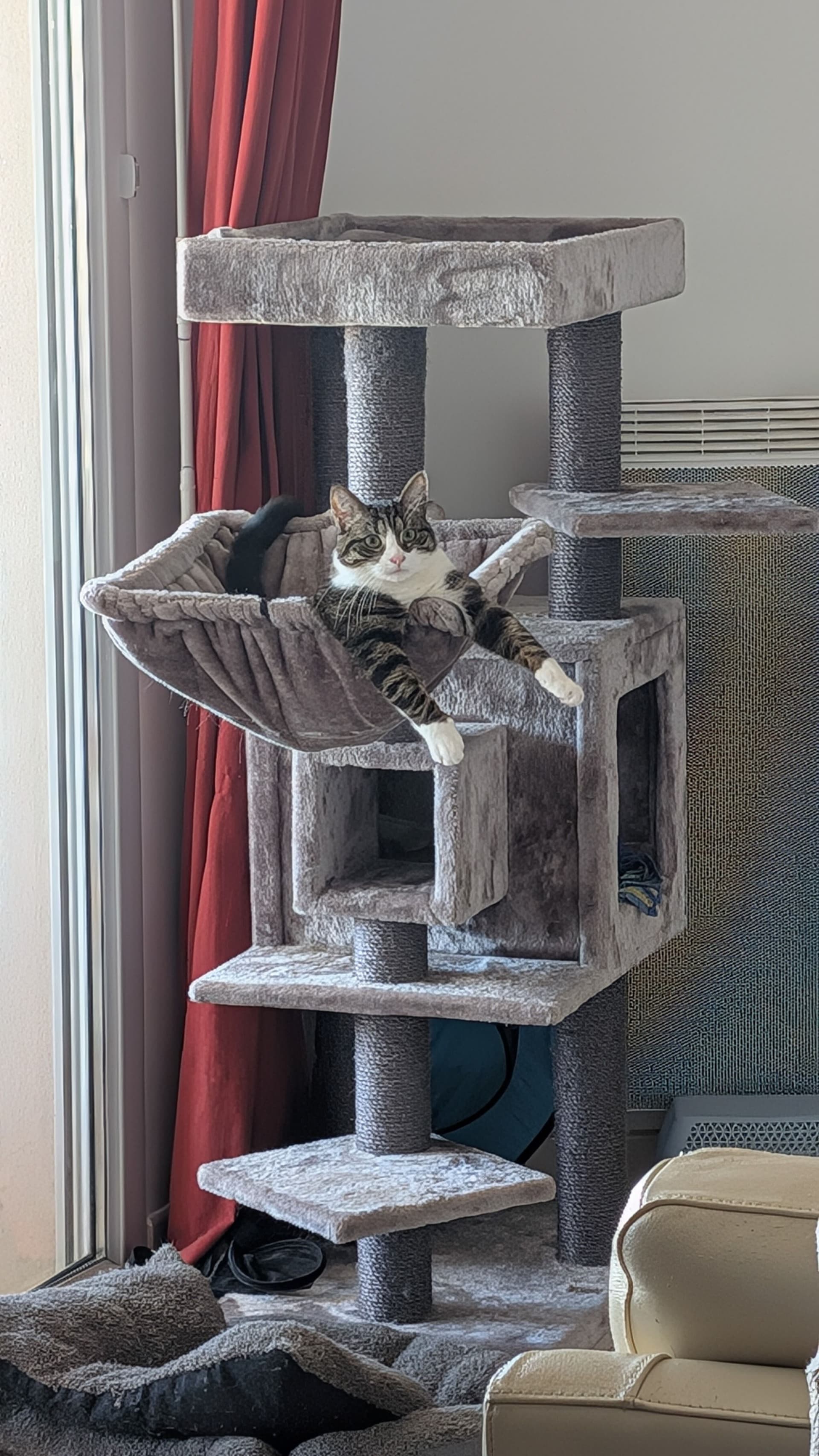 Grisbouille on cat tree