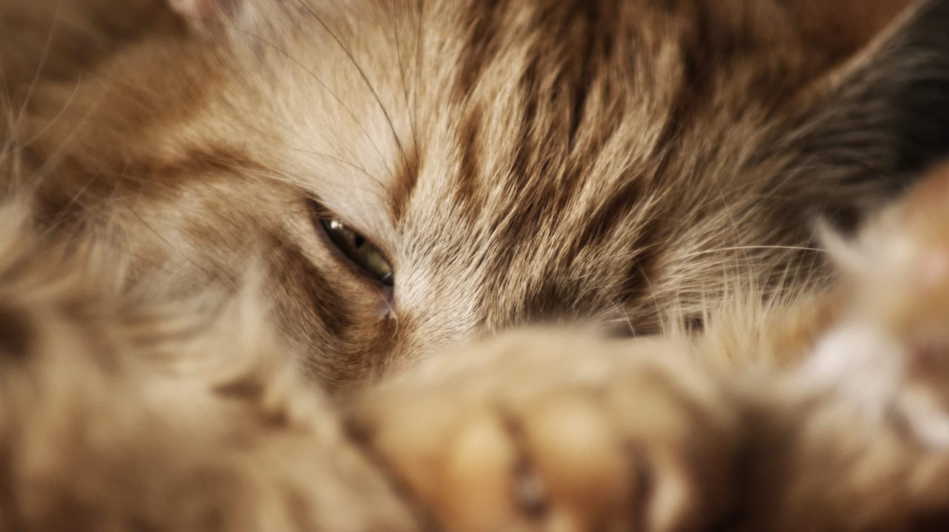 Close-up Orange Cat