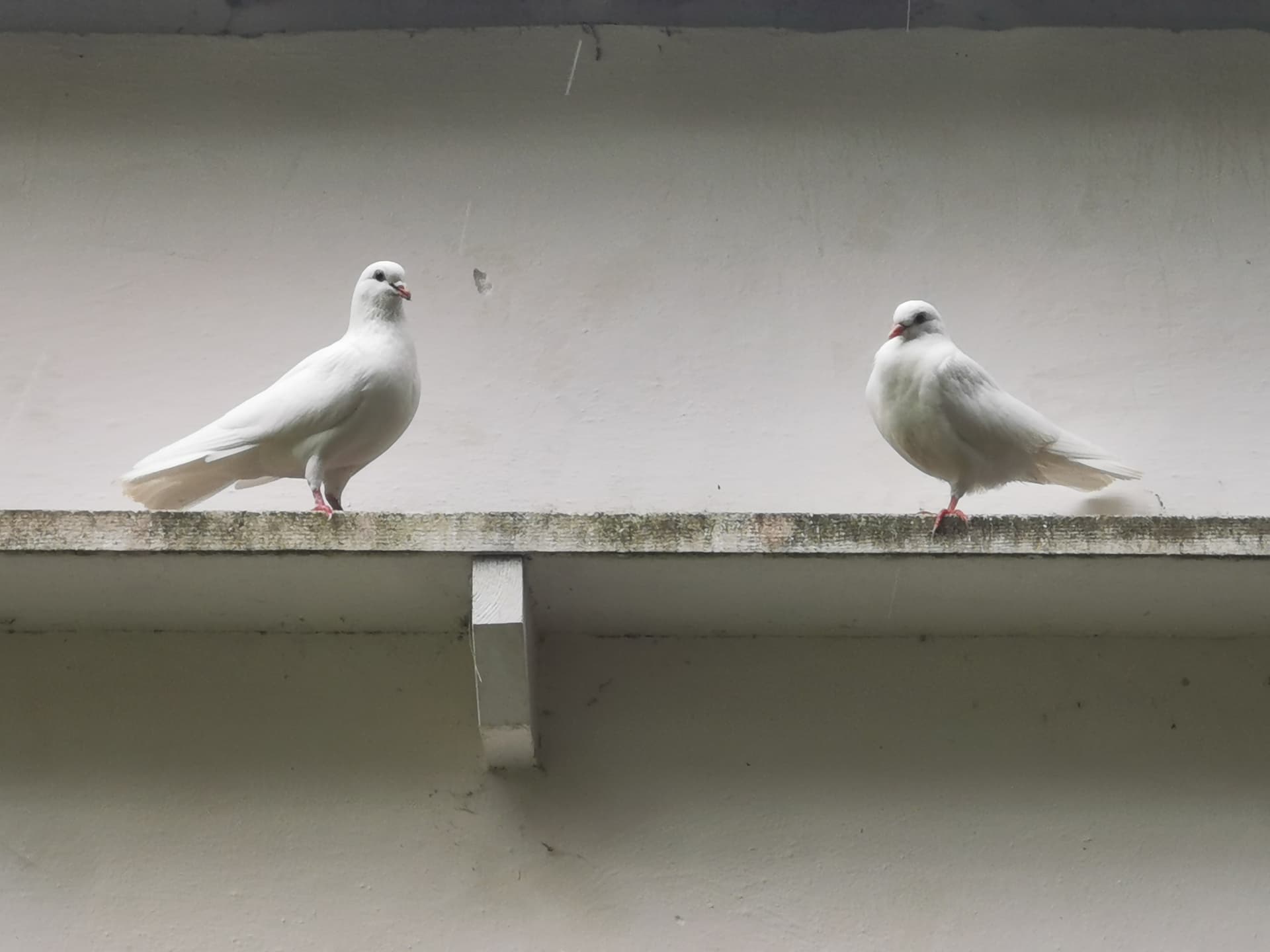 White birds
