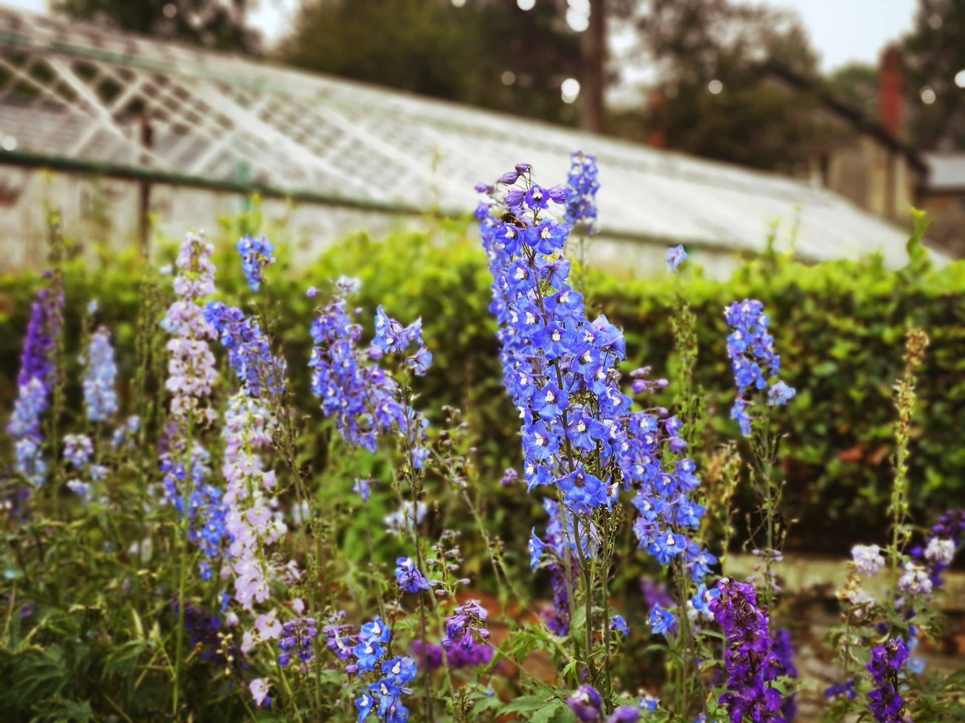 Lavender