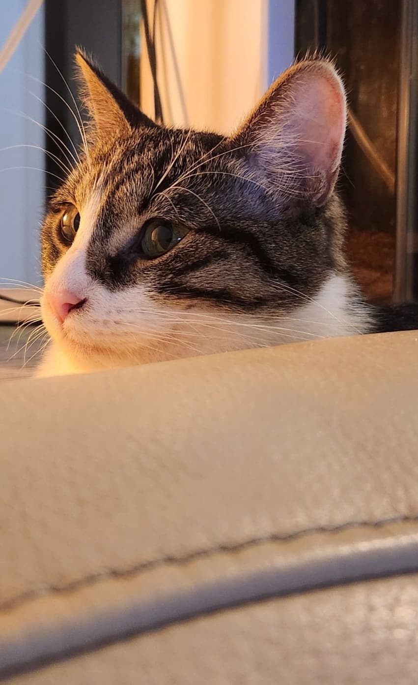 Grisbouille on the couch