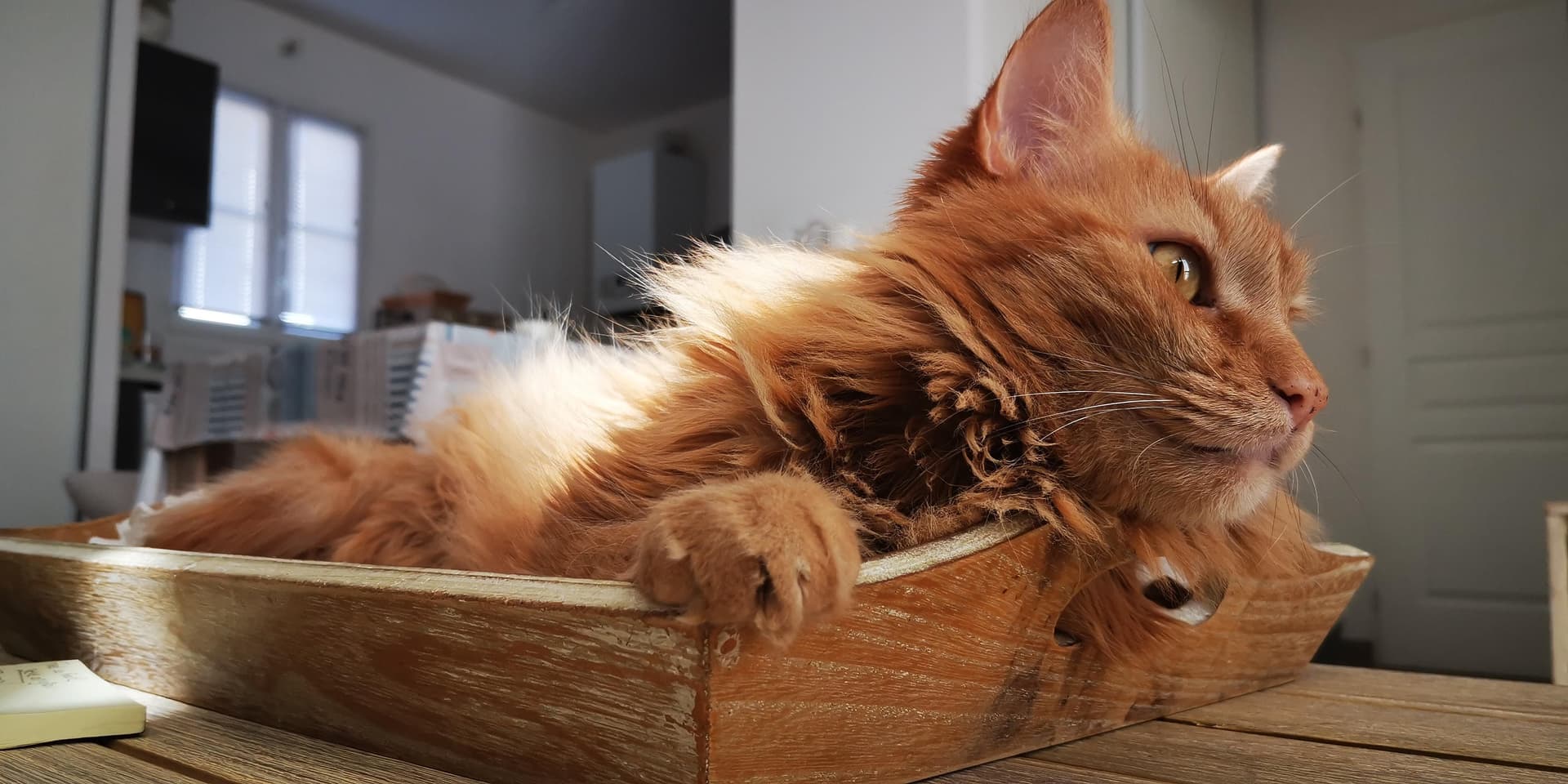 Orange Cat on Table