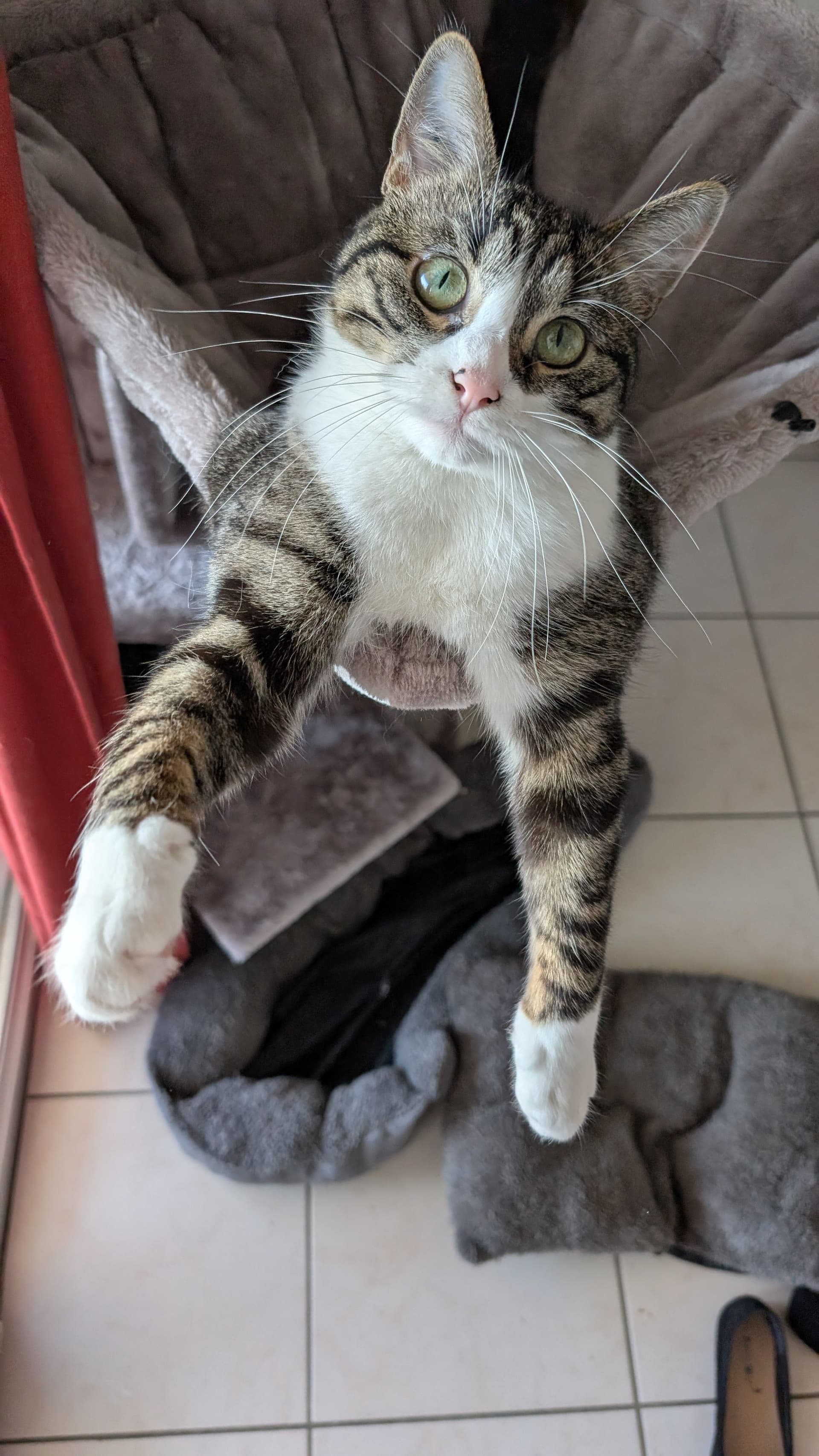 Grisbouille giving her paw
