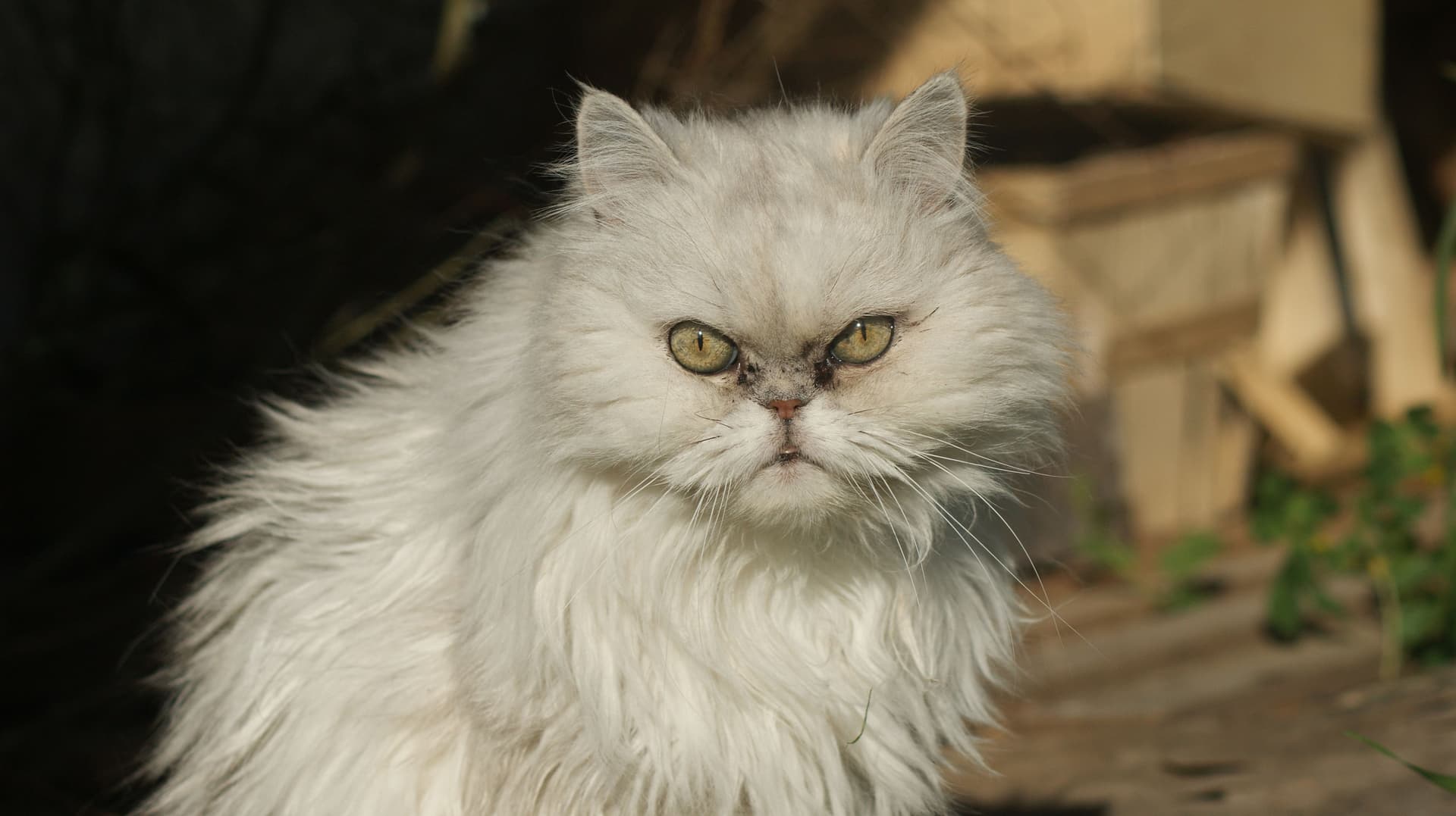 Persian Cat