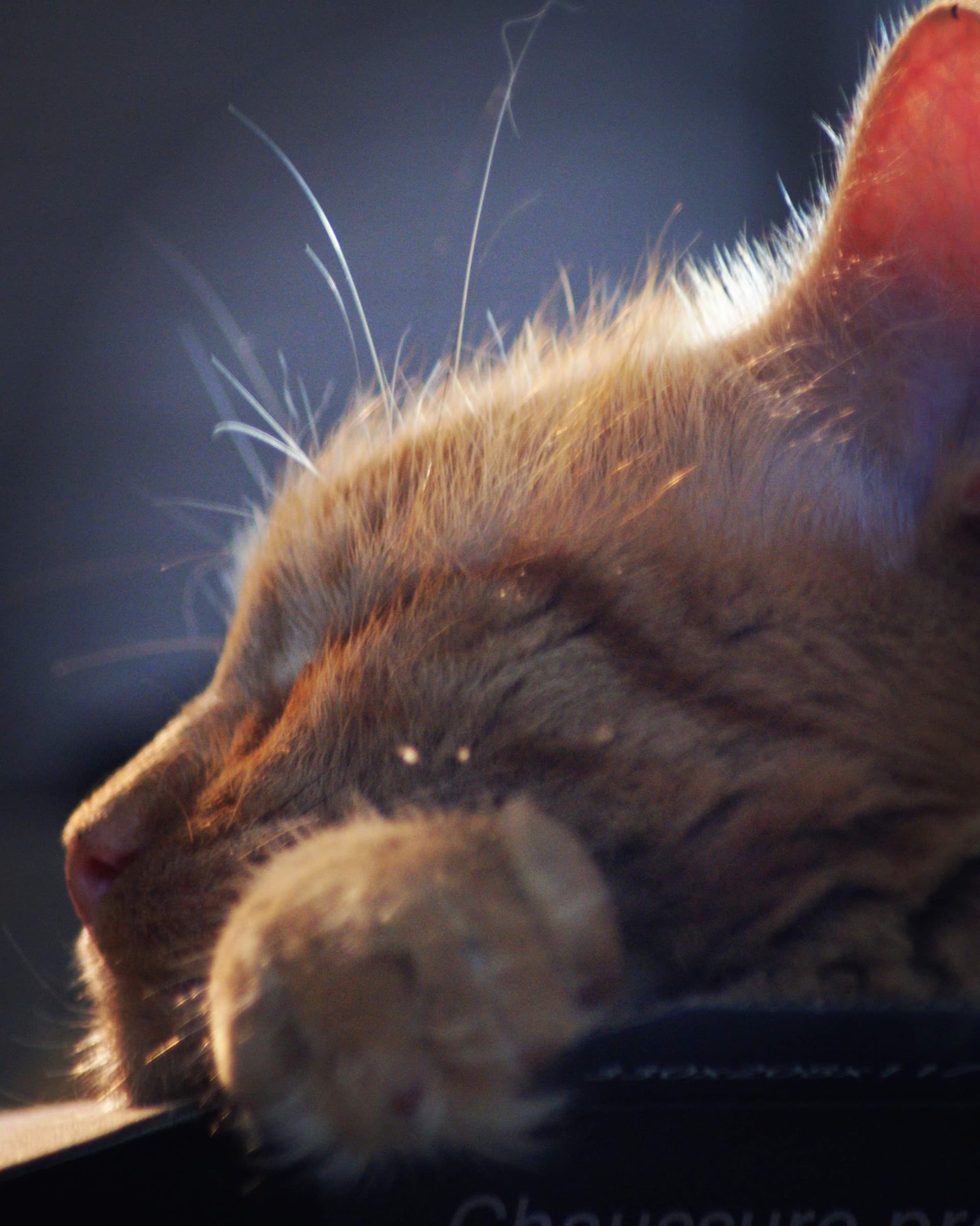 Orange Cat