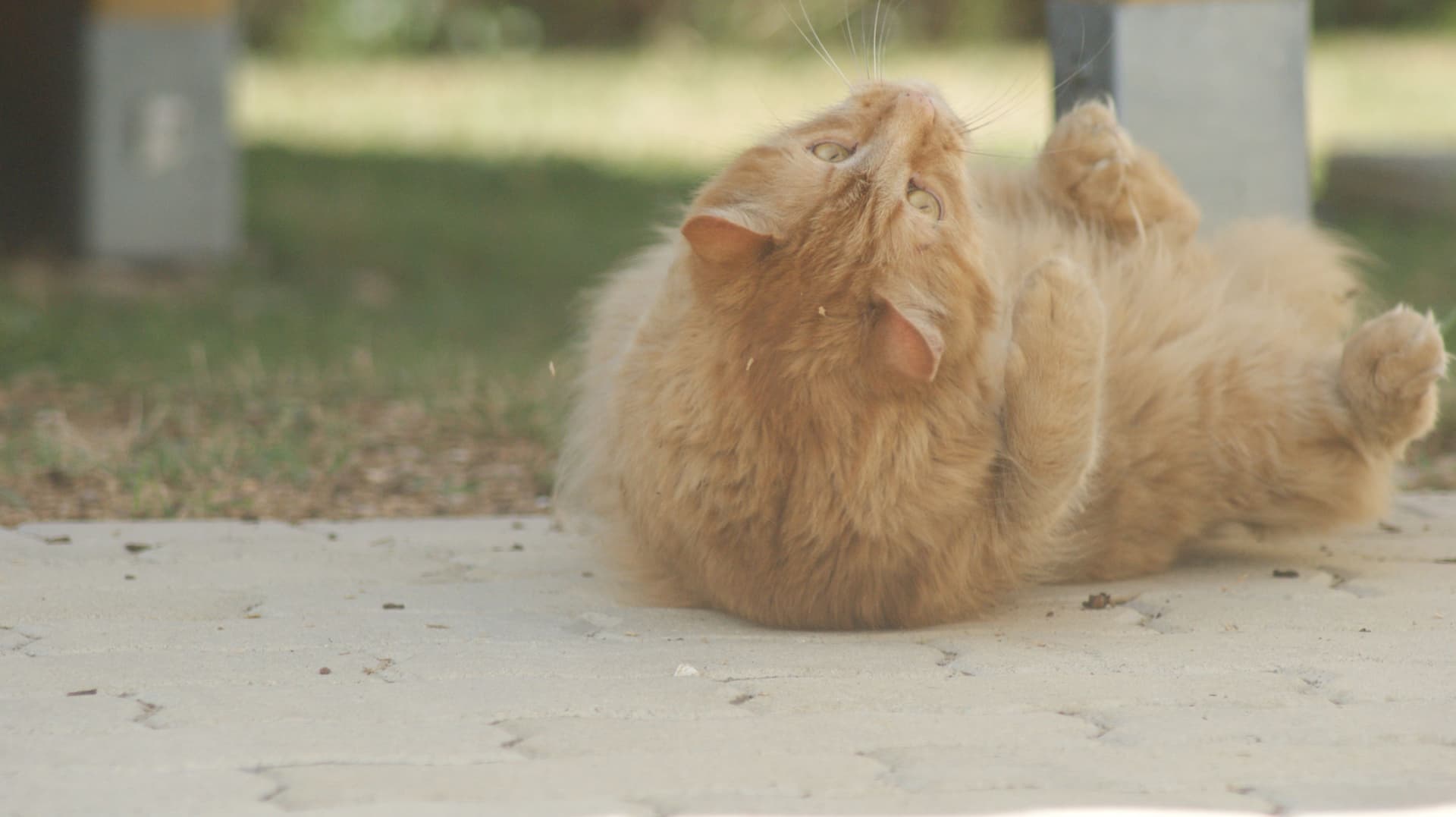 Rolling Cat